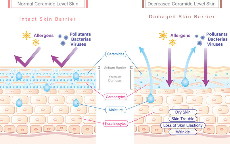 Illustration showing how ceramides create a barrier to lock in moisture and protect from irritants